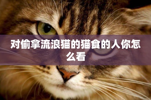 對偷拿流浪貓的貓食的人你怎么看