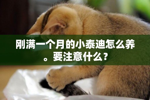 剛滿一個月的小泰迪怎么養。要注意什么？