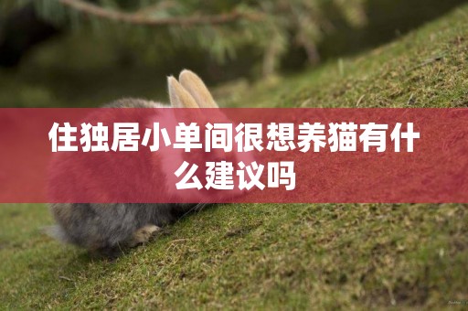 住獨居小單間很想養貓有什么建議嗎