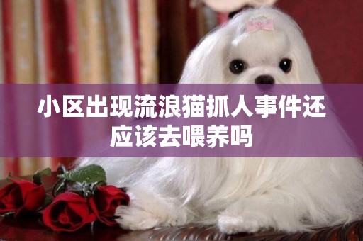 小區出現流浪貓抓人事件還應該去喂養嗎