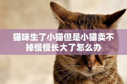貓咪生了小貓但是小貓賣不掉慢慢長大了怎么辦