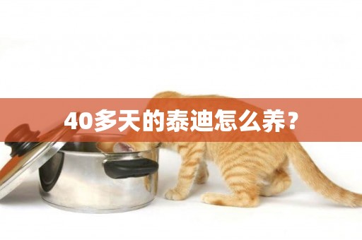 40多天的泰迪怎么養？
