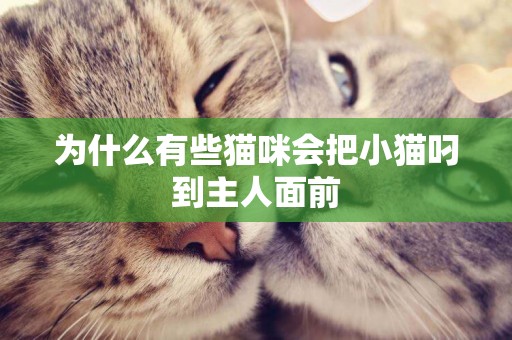 為什么有些貓咪會把小貓叼到主人面前
