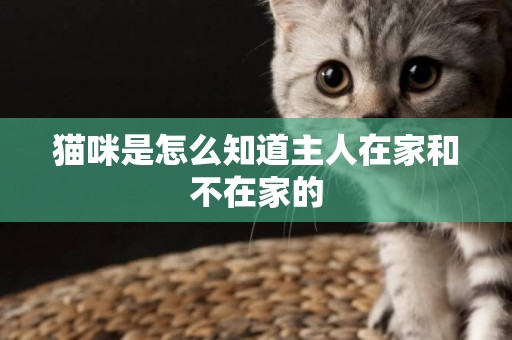 貓咪是怎么知道主人在家和不在家的