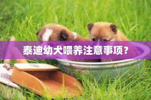 泰迪幼犬喂養注意事項？