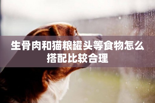 生骨肉和貓糧罐頭等食物怎么搭配比較合理