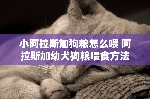小阿拉斯加狗糧怎么喂 阿拉斯加幼犬狗糧喂食方法