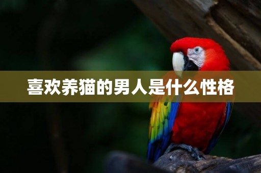 喜歡養貓的男人是什么性格
