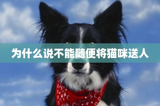 為什么說不能隨便將貓咪送人