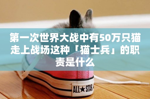 第一次世界大戰中有50萬只貓走上戰場這種「貓士兵」的職責是什么