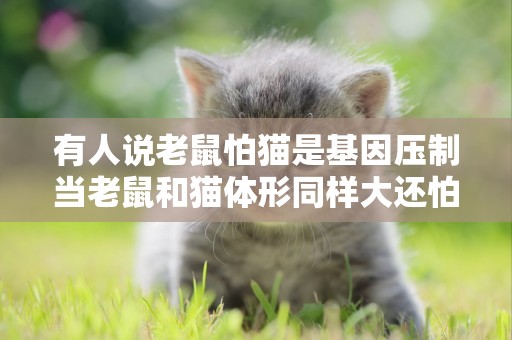 有人說老鼠怕貓是基因壓制當老鼠和貓體形同樣大還怕貓嗎