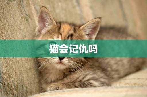 貓會記仇嗎