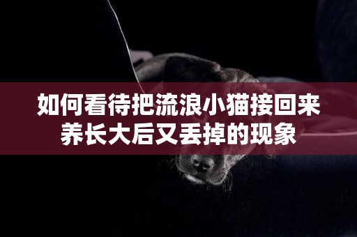如何看待把流浪小貓接回來養長大后又丟掉的現象