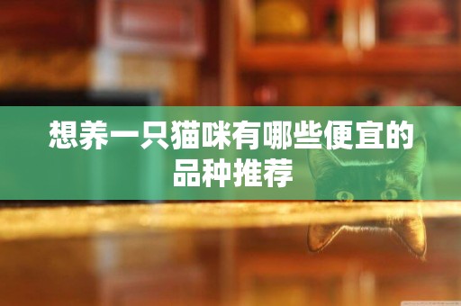想養一只貓咪有哪些便宜的品種推薦