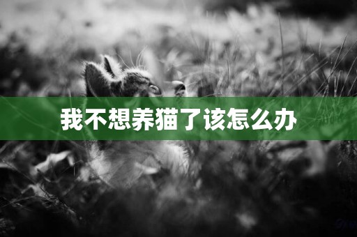 我不想養貓了該怎么辦