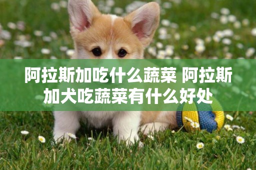 阿拉斯加吃什么蔬菜 阿拉斯加犬吃蔬菜有什么好處