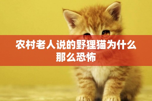 農村老人說的野貍貓為什么那么恐怖