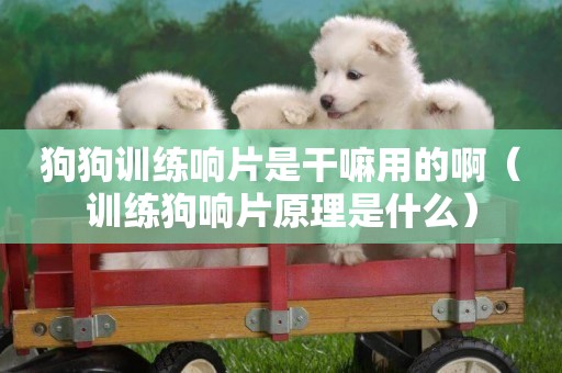 狗狗訓練響片是干嘛用的啊（訓練狗響片原理是什么）