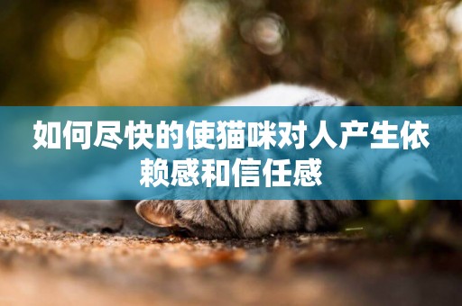 如何盡快的使貓咪對人產生依賴感和信任感