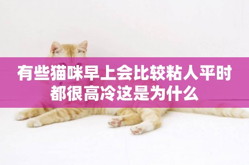 有些貓咪早上會比較粘人平時都很高冷這是為什么