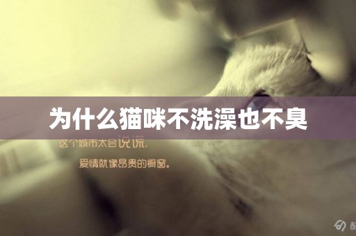 為什么貓咪不洗澡也不臭