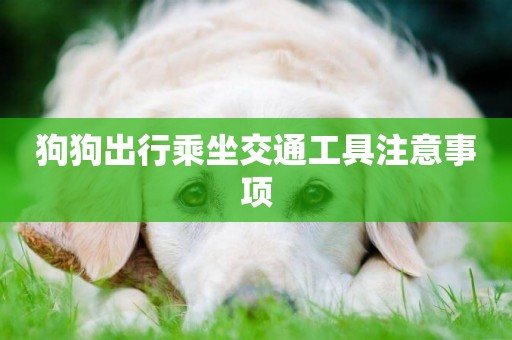 狗狗出行乘坐交通工具注意事項