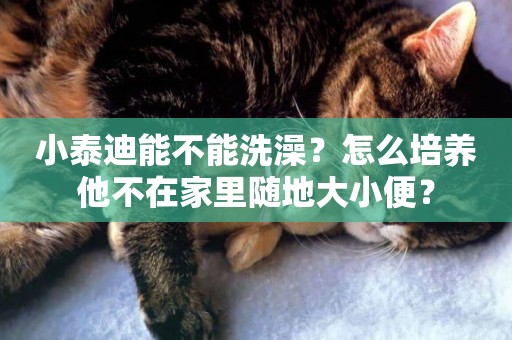 小泰迪能不能洗澡？怎么培養他不在家里隨地大小便？