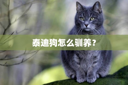 泰迪狗怎么馴養？