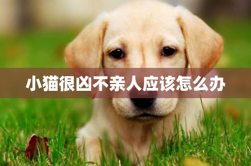 小貓很兇不親人應該怎么辦