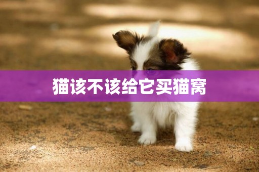 貓該不該給它買貓窩