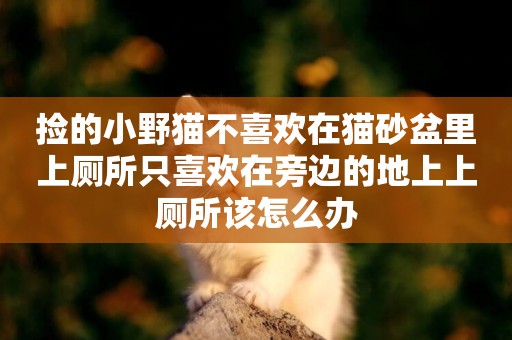 撿的小野貓不喜歡在貓砂盆里上廁所只喜歡在旁邊的地上上廁所該怎么辦
