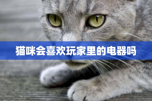 貓咪會喜歡玩家里的電器嗎