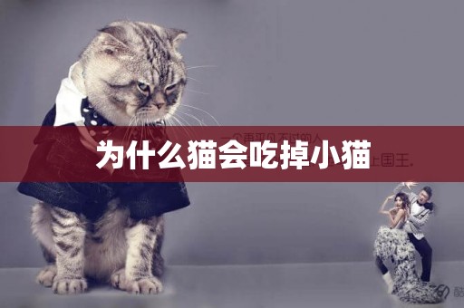 為什么貓會吃掉小貓