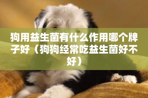 狗用益生菌有什么作用哪個牌子好（狗狗經常吃益生菌好不好）