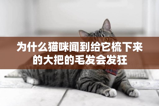 為什么貓咪聞到給它梳下來的大把的毛發會發狂