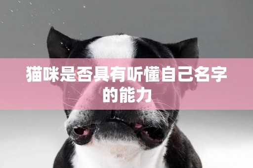 貓咪是否具有聽懂自己名字的能力
