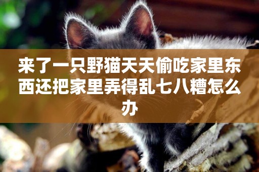 來了一只野貓天天偷吃家里東西還把家里弄得亂七八糟怎么辦