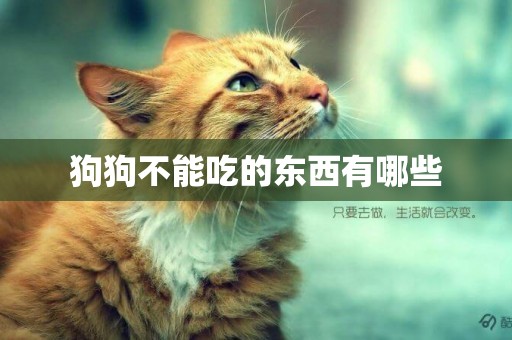狗狗不能吃的東西有哪些