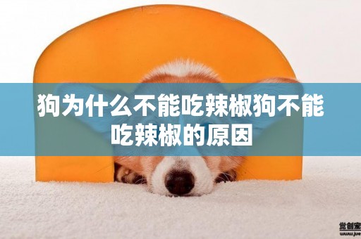狗為什么不能吃辣椒狗不能吃辣椒的原因