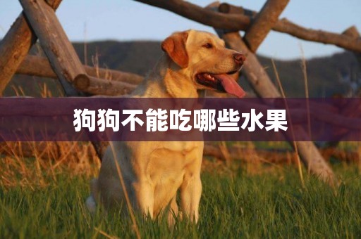 狗狗不能吃哪些水果