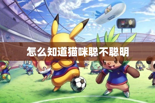 怎么知道貓咪聰不聰明