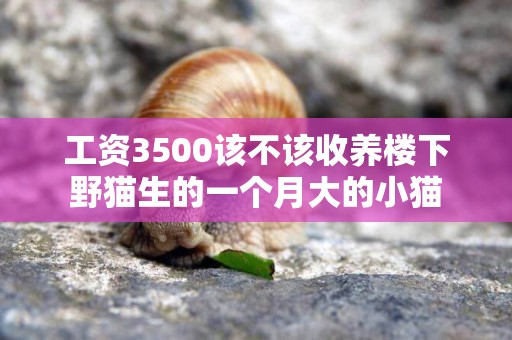 工資3500該不該收養樓下野貓生的一個月大的小貓