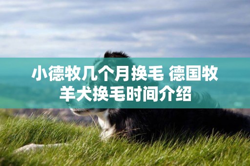 小德牧幾個月換毛 德國牧羊犬換毛時間介紹