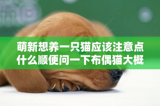 萌新想養一只貓應該注意點什么順便問一下布偶貓大概多少錢一只