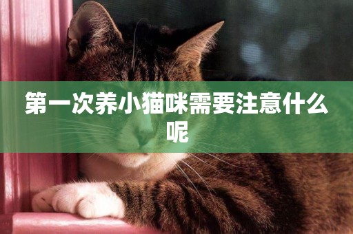 第一次養小貓咪需要注意什么呢