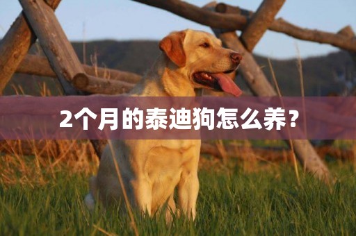 2個月的泰迪狗怎么養？
