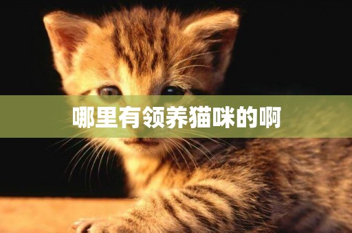 哪里有領養貓咪的啊