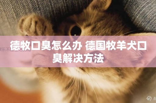 德牧口臭怎么辦 德國牧羊犬口臭解決方法