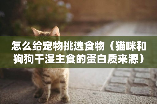 怎么給寵物挑選食物（貓咪和狗狗干濕主食的蛋白質來源）