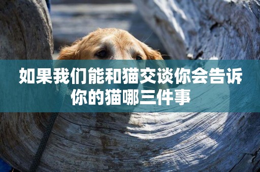 如果我們能和貓交談你會告訴你的貓哪三件事